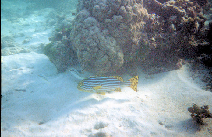 Seychellen Unterwasser-028.jpg